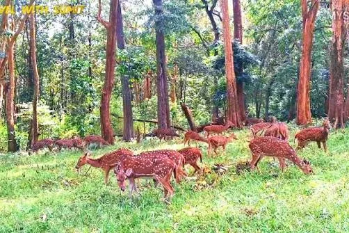 Spotted deer among the trees in Mudumalai