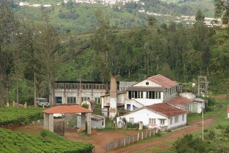 The tea factory building set among tea slopes